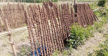 জ্বালানির চাহিদা মেটাচ্ছে গোবরের ঘুঁটে