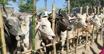 কোরবানির শরিক বিজোড় সংখ্যক হওয়া কি জরুরি?