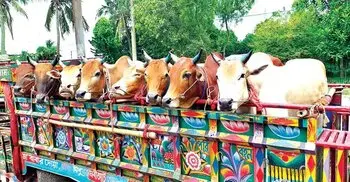 কোন হাটে যাবে কোরবানির পশু, ট্রাকে লিখতে হবে নাম-ঠিকানা