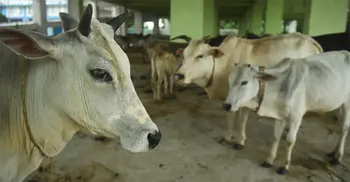 পশ্চিমবঙ্গে প্রকাশ্যে পশু জবাই নিষিদ্ধ