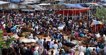 Record cattle supply in Rajshahi sacrificial animal markets