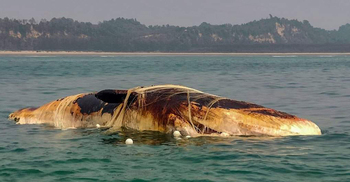কক্সবাজার সৈকতে ভাসছে বিশাল মৃত তিমি
