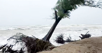 জোয়ারে বেলাভূমি ভেঙে উপড়ে পড়ছে ঝাউবন