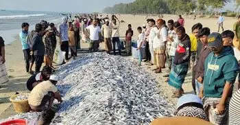 এক জালে ধরা পড়লো ১০৬ মণ ছুরি-ফাইস্যা মাছ, ৯ লাখে বিক্রি