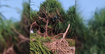 সেন্টমার্টিনে কেয়াবন নিধন, রিসোর্ট মালিকসহ দু’জনের বিরুদ্ধে মামলা