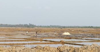এবারো ঈদের আমেজ নেই অর্ধলাখ লবণচাষির পরিবারে