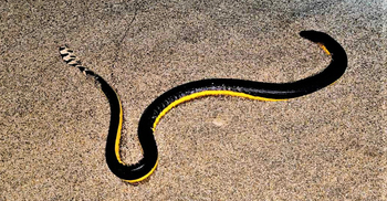 আরব সাগরের ভয়ংকর বিষধর সাপ ‘ইয়েলো বেলিড’ কক্সবাজার সৈকতে