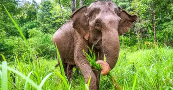 ‌‘ভোরে হাতির গর্জনে ঘুম ভাঙে, বাইরে এসে দেখি ছাবেরের নিথর দেহ’