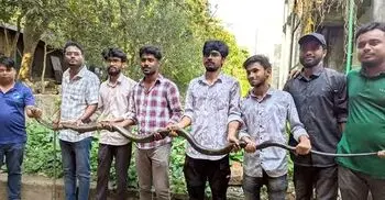চবিতে ১২ ফুট লম্বা কিং কোবরা সাপ উদ্ধার