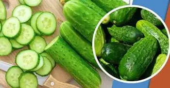 শীতেও শসা খাওয়া নিরাপদ, জানুন সঠিক নিয়ম