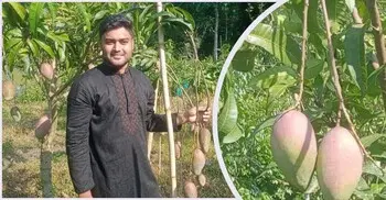 টিউশনির জমানো টাকায় ফলবাগান, বছরে আয় ৭ লাখ টাকা
