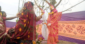 ধুমধামে বট-পাকুড়ের বিয়ে, অতিথি ৫ হাজার