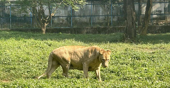 রোদ পোহাচ্ছে ‘ডেইজি’, দেখতে দর্শনার্থীদের ভিড়