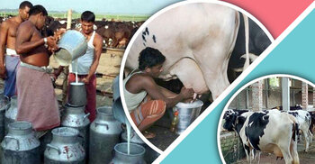 Govt forms dairy development board, effective Sept 1