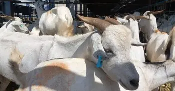 হজে দম দেওয়া কী ও কেন? 
