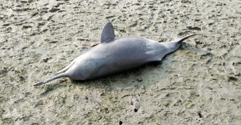 খালে ভেসে এলো মরা ডলফিন