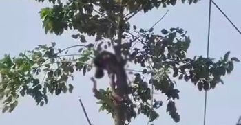 গাছের ডালে ঝুলছিল কিশোরের মরদেহ, নামালো ফায়ার সার্ভিস