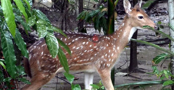 Deer kingdom vanishes, Monpura loses its iconic herd