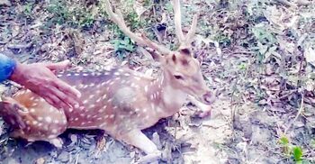 মনপুরায় লোকালয় থেকে আরও ৩ হরিণ উদ্ধার