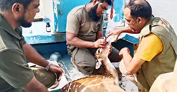 লোকালয়ে আহত দুই হরিণ, উদ্ধার করে বনে অবমুক্ত