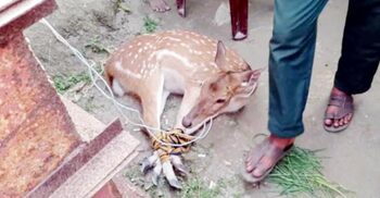 মোংলায় লোকালয় থেকে চিত্রা হরিণ উদ্ধার