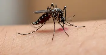 ডেঙ্গুতে ৭ মৃত্যু, হাসপাতালে ৫৬৭