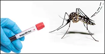 4 dengue patients die, 207 hospitalised in 24 hrs