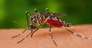 3 more die of dengue, 372 hospitalised in 24hrs