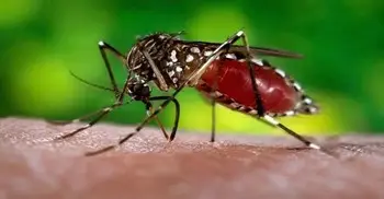375 new dengue cases recorded in 24 hours