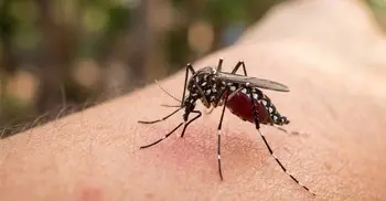 3 more die of dengue in 24 hours