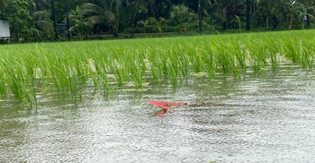 বন্যার পানি নামতেই ফের স্বপ্ন বুনছেন চাষিরা