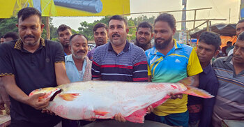 পদ্মার এক ঢাই মাছ ১ লাখ ৪ হাজারে বিক্রি