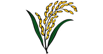 Candidates of Paddy Sheaf in 237 seats