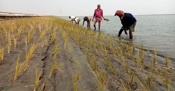 কালো বোরো ধানে স্বপ্ন বুনছেন যমুনাপাড়ের চাষিরা
