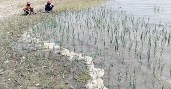 অসময়ে পাহাড়ি ঢল, ধুনটে ভেসে গেল কৃষকের সোনালি স্বপ্ন