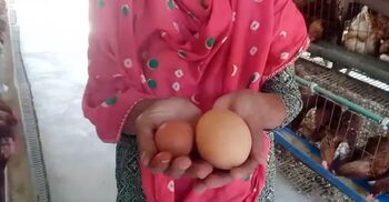 এক ডিমের ওজনই ১৮০ গ্রাম, দেখতে ভিড়