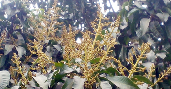 আগাম মুকুলে ছেয়ে গেছে আমগাছ