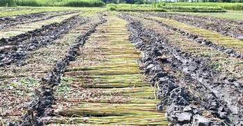 পানি সংকটে সোনালি আঁশ এখন কৃষকের গলার ফাঁস