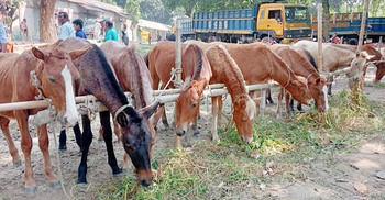 মহিষ-ঘোড়ায় জমে উঠেছে ‘ঢেমঢেমিয়া ‌কালি মেলা’