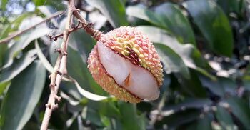 লিচুতে তাপপ্রবাহের ক্ষত