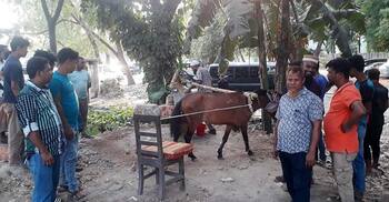 শহরের বুকে ঘোড়ার ঘানি দেখতে মানুষের ভিড়