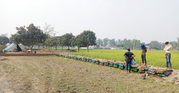 সরিষায় লস, লিচুতে নতুন স্বপ্ন বুনছেন মৌচাষিরা