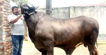 দিনাজপুরে হাটে আলোচনায় ‘সম্রাট-বাদশা-রংবাজ’