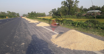 প্রচণ্ড রোদে বোরোচাষির ‘পোয়াবারো’