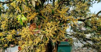 আগাম মুকুলে ছেয়ে গেছে আমবাগান, কুয়াশা নিয়ে দুশ্চিন্তায় চাষিরা