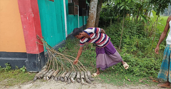 ইঁদুর নিধনে কার্যকর ‘বাঁশের চোঙার ফাঁদ’