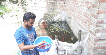 চৌবাচ্চায় রঙিন মাছ চাষে সফল দিনাজপুরের রাকিব