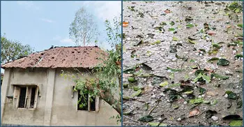 শিলাবৃষ্টির তাণ্ডবে ৫ হাজার হেক্টর জমির ফসলের ক্ষতি, দিশেহারা কৃষক