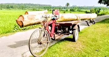 বন কর্মকর্তার বিরুদ্ধে গাছ কাটার অভিযোগ