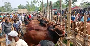 দিনাজপুরে হাটে উঠছে কোরবানির পশু, জমেনি বেচা-কেনা
